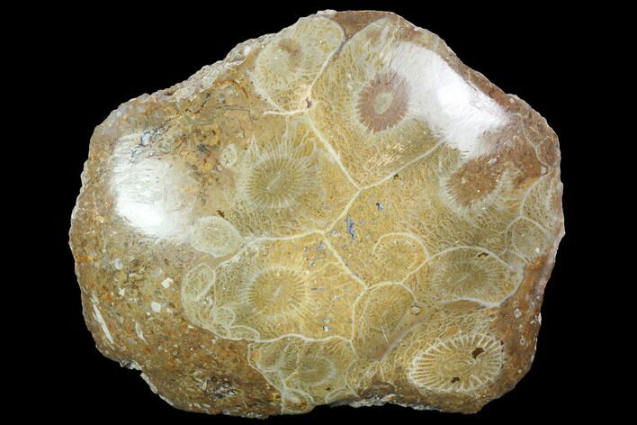 Polished Fossil Coral (Actinocyathus) - Morocco #100664